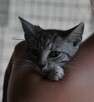 Felek
