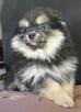 Szpic miniaturowy ,pomeranian piesek blac tan - 9