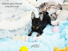 Malutki XS Piesek MIKI Pinczer miniaturowy, Ratlerek/Sarenka - 2