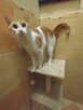 koty do adopcji