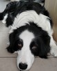 Szczenieta border collie z domowej hodowli rezerwacja - 8