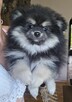 Szpic miniaturowy ,pomeranian piesek blac tan