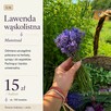 Lawenda na syrop i herbatę