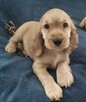 Cocker spaniel angielski - 3