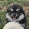 Szpic miniaturowy ,pomeranian piesek blac tan - 11