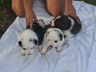 Szczenieta border collie z domowej hodowli rezerwacja - 6