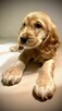 Cocker spaniel angielski