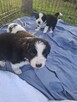 Szczenieta border collie z domowej hodowli rezerwacja - 4