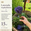 Bukiet lawendy wąskolistnej hidcote blue