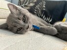 Piękne i mądre kocięta Brytyjskie Krótkowłose - Warszawa - 2
