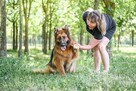 Pirania-suczka w typie owczarka niemieckiego do adopcji - 8