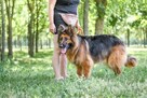 Pirania-suczka w typie owczarka niemieckiego do adopcji - 4