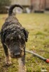 Wesoły psiak kochający ludzi nad życie czeka na domek - 8