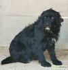 PUMBA - piękny psiak w typie sznaucera szuka domu