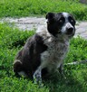 Kusy - 3