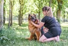 Pirania-suczka w typie owczarka niemieckiego do adopcji - 5