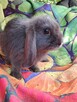 Niebieskie samiczki mini lop - 6