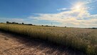 PIOTROWICE | 79 ARÓW | MPZP - 4