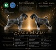 Sznaucer średni ZKwP/FCI - wyjątkowy rodowód