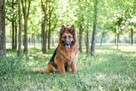 Pirania-suczka w typie owczarka niemieckiego do adopcji - 7