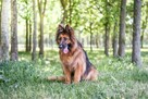 Pirania-suczka w typie owczarka niemieckiego do adopcji - 6