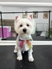 West H.W terrier suczka