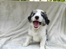 Piesek Border collie blue merle z rodowodem z domowej hodowl - 3