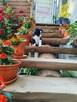 Suczka Border collie czarno-biała z rodowodem z domowej hodo - 4