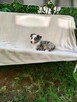 Suczka Border collie blue merle z rodowodem z domowej hodowl - 6