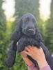 Cocker Spaniel Angielski czarne!!! - 2