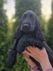 Cocker Spaniel Angielski czarne!!! - 4
