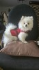 Szpic miniaturowy ,pomeranian ,suczka - 14