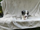 Piesek Border collie blue merle z rodowodem z domowej hodowl - 5