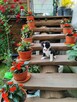 Suczka Border collie czarno-biała z rodowodem z domowej hodo - 5