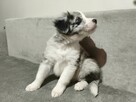 Piesek Border collie blue merle z rodowodem z domowej hodowl - 2