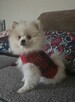 Szpic miniaturowy ,pomeranian ,suczka