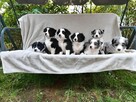 Piesek Border collie blue merle z rodowodem z domowej hodowl - 6