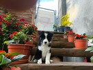 Suczka Border collie czarno-biała z rodowodem z domowej hodo - 2