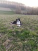 Piesek Border collie blue merle z rodowodem z domowej hodowl - 7