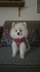 Szpic miniaturowy ,pomeranian ,suczka - 2