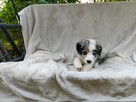 Piesek Border collie blue merle z rodowodem z domowej hodowl