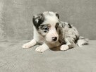 Suczka Border collie blue merle z rodowodem z domowej hodowl - 2