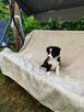 Suczka Border collie czarno-biała z rodowodem z domowej hodo - 7