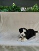 Suczka Border collie czarno-biała z rodowodem z domowej hodo - 4