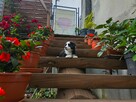 Suczka Border collie czarno-biała z rodowodem z domowej hodo - 3