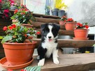 Suczka Border collie czarno-biała z rodowodem z domowej hodo - 8