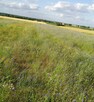 Siano w kostkach z mieszanki traw country 2013