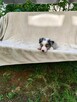 Suczka Border collie blue merle z rodowodem z domowej hodowl - 5