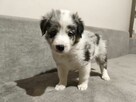 Piesek Border collie blue merle z rodowodem z domowej hodowl - 4