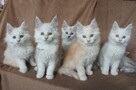 śliczne kocięta MAINE COON